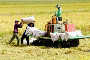 Vietnamese rice prices on the hike