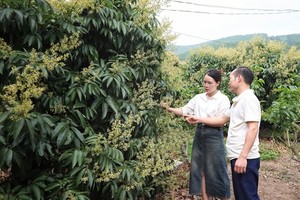 Bắc Giang pushes for lychee consumption and other key agricultural products