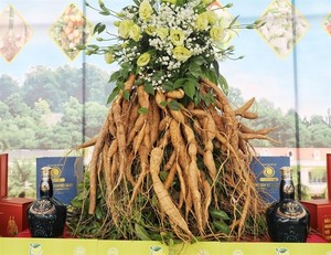 Bắc Giang drives Dành Mountain ginseng consumption