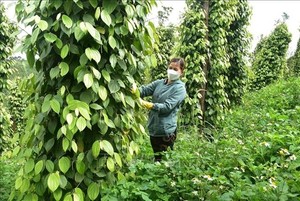 Pepper exports hit $353 million in four months amidst soaring prices