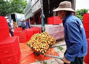 Bắc Giang promotes consumption of early ripe lychees