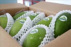 Cần Thơ exports the first batch of green-skinned mangos to Australia and the US
