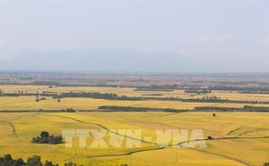 IRRI interested in Việt Nam's 1-million-ha high-quality rice project