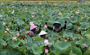 Đồng Tháp focuses on enhancing its lotus industry value chain