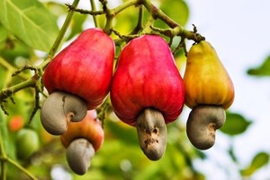 Cambodia is Việt Nam's largest source of cashew nuts