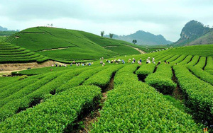 Tân Cương tea cultivation - a living heritage