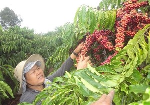 Vietnamese coffee export prices to the United Kingdom surge