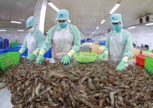Việt Nam's shrimp export rises in H1 but still faces competition