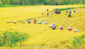 Vietnamese farmers thrive