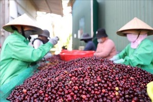 Việt Nam coffee prices decline amid market fluctuations