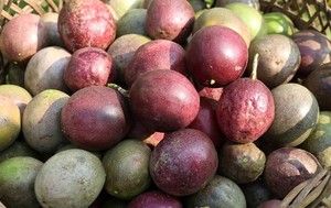 Việt Nam’s passion fruits close to entering US market