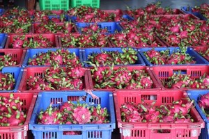 The EU increases control over quality of several VN’s agricultural products