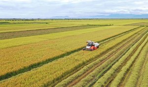 Việt Nam to establish national rice council for sustainable production, export