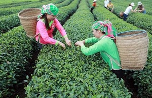 Việt Nam is the eighth largest tea exporter in the world