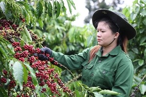 Việt Nam's coffee market share in traditional markets increases