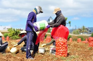 Đà Lạt increases vegetable supply to northern provinces after Typhoon Yagi