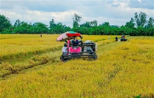 Việt Nam, WB look to reduce emissions in rice cultivation