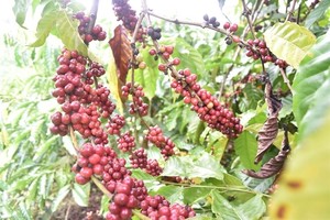 Robusta coffee price is higher than Arabica coffee price in Việt Nam