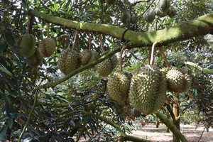 Việt Nam's durian dominates fruit exports, outpacing dragon fruit